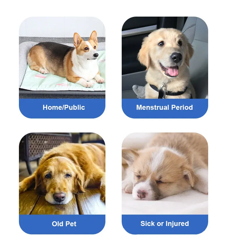 Pet Diaper application scene Pet Diaper application scene